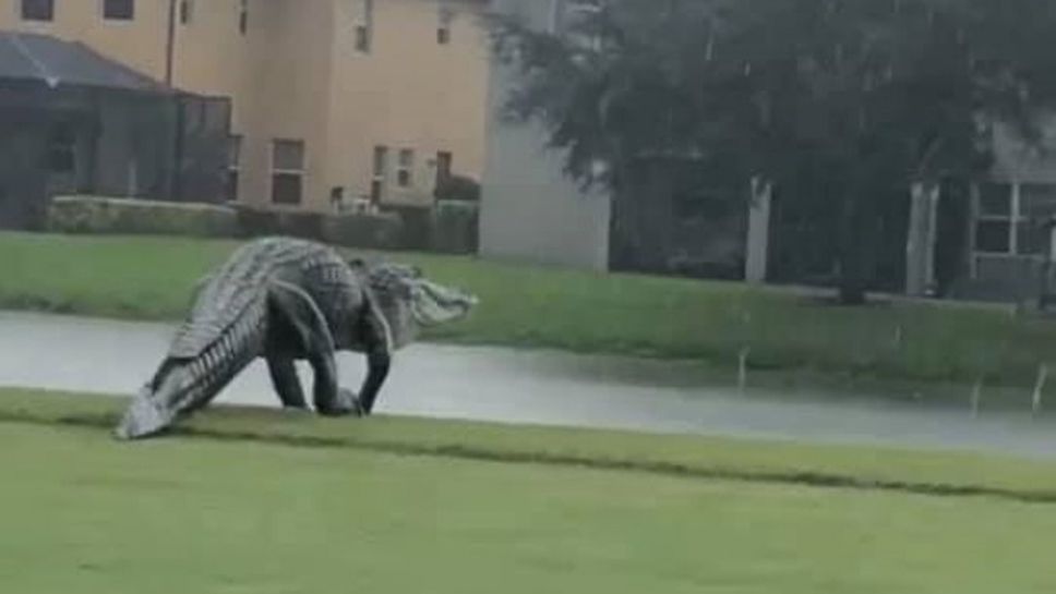 Грамаден алигатор "пробва" голф игрище във Флорида (видео)