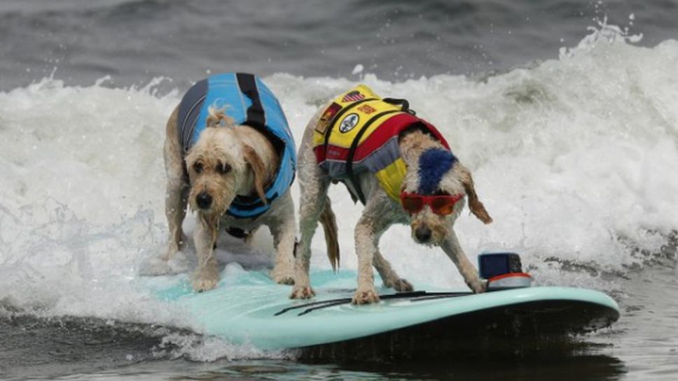 Кучета на сърф