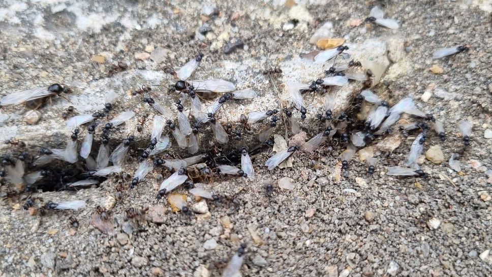 Летящи мравки нападат "Уембли" за финала на Европейското
