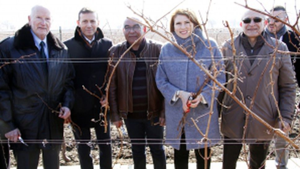 Карнобатският кооператив възроди лозята на крепостта "Маркели"