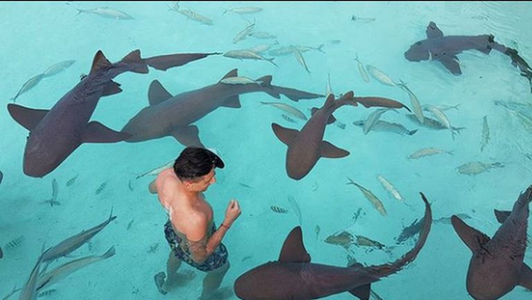 Михаил Александров плува с акули