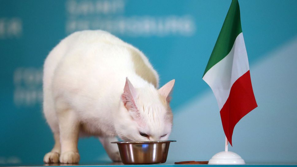 Котката Ахил предсказа победа на Италия срещу Турция