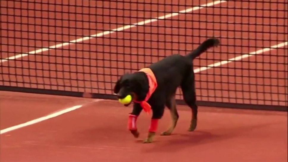 Отново кучета ще гонят топките на турнир в Бразилия (видео)