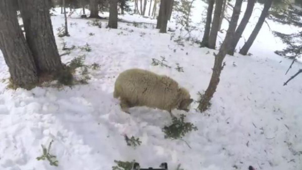 Руски сноубордист се разби… в овца (видео)
