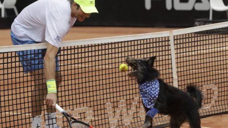Отново кучета подаваха топките на тенисистите в Сао Пауло (видео)