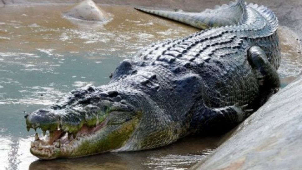 5-метров крокодил уби 19-годишен футболист