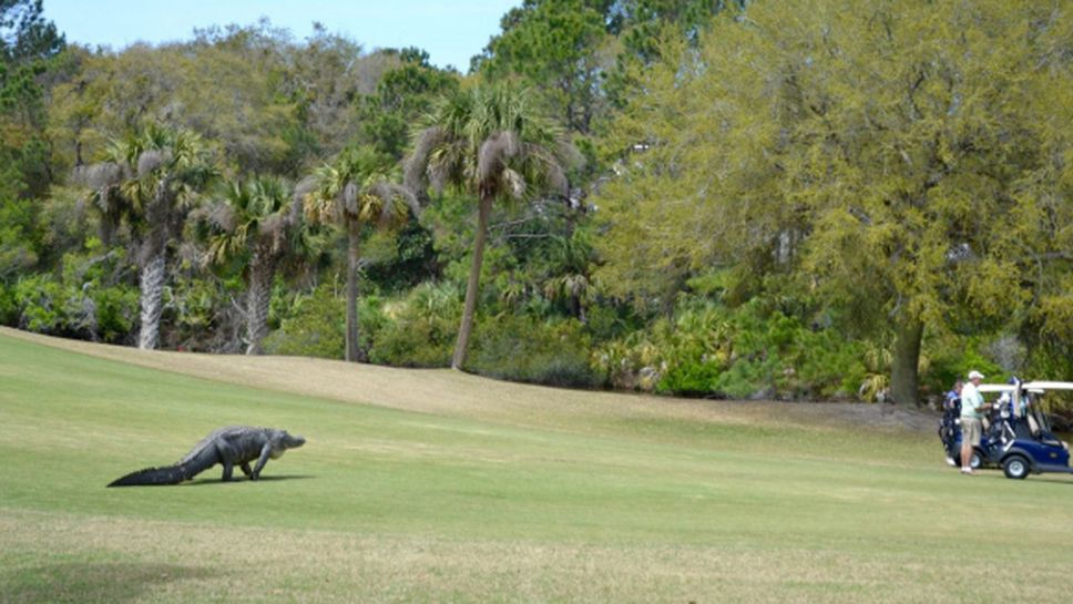 "Динозавър" уплаши голфъри в САЩ (видео)