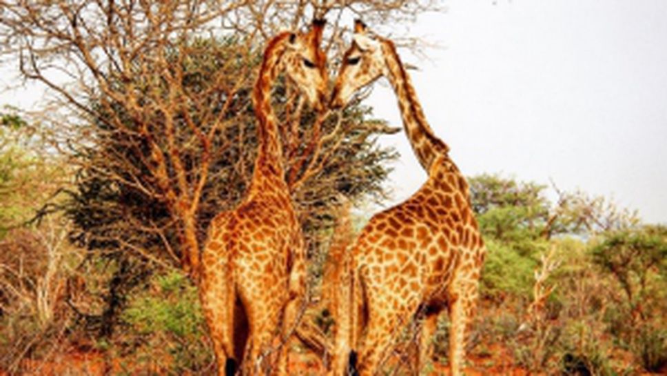 Сафарито на Григор Димитров в Африка