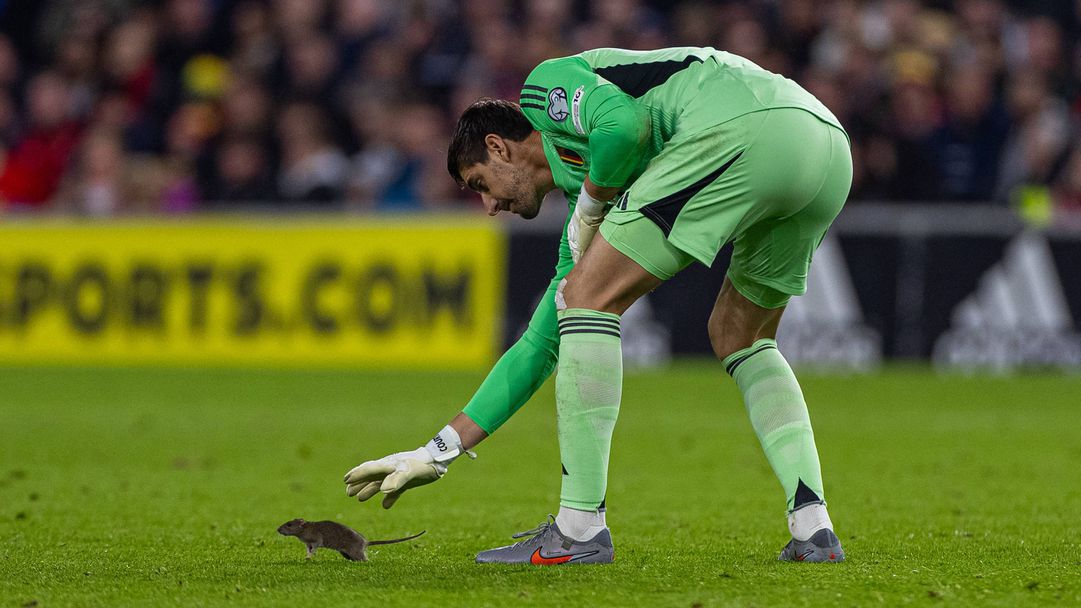 Плъх избяга на Куртоа по време на Уелс - Белгия