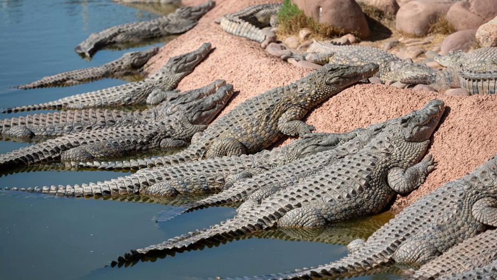 Бризбън 2032 няма да мести гребането въпреки крокодилите и силните течения в река Фицрой