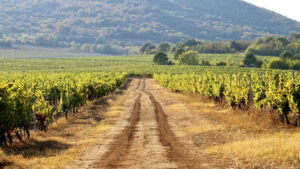 Състезанието по колоездене и бягане "Лозарски пътища" събира над 700 участници