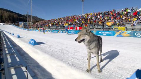"Хъ-ски"? Четириног олимпиец се включи в Милано - Кортина 2026