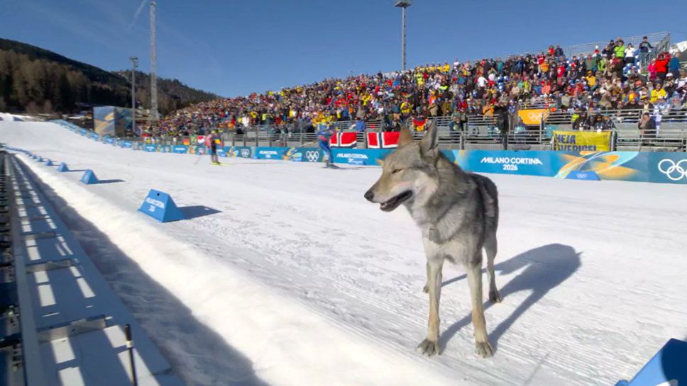 Едно куче реши да се включи в необичаен олимпийски поход