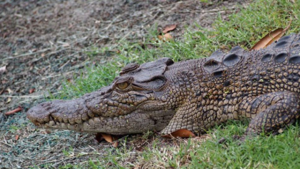 Крокодил отмени плувен маратон в Австралия