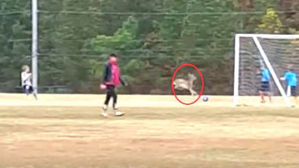 Сърна нахлу на футболен мач в САЩ, вкара гол (ВИДЕО)