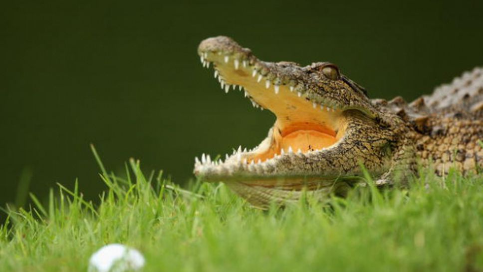 Трагедия! Крокодил уби голфър