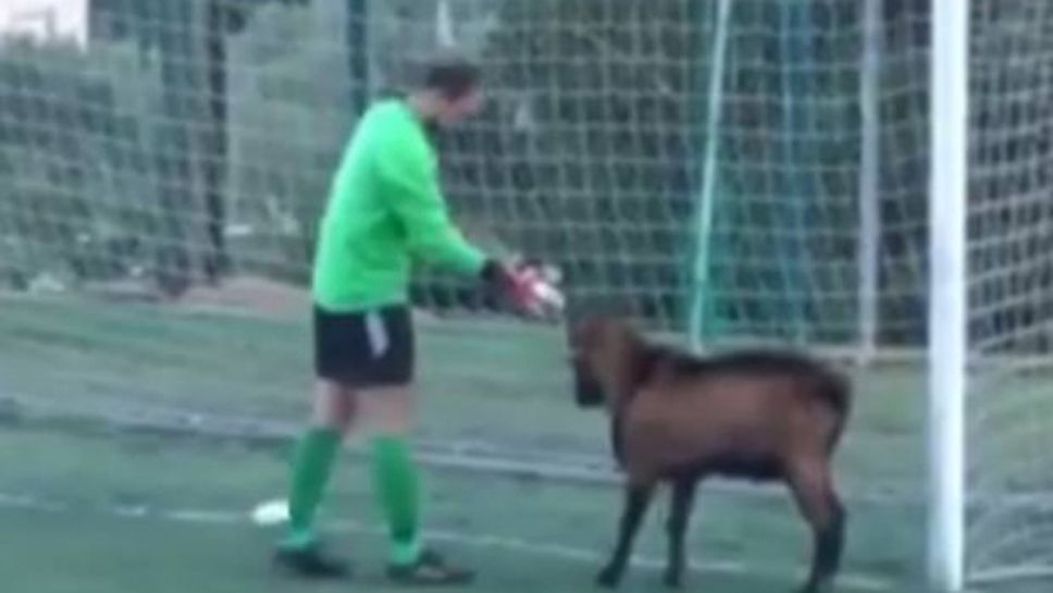 Една коза, на която й се играе футбол (видео)