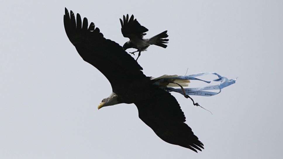 Гарван нападна орела на Лацио (снимка)