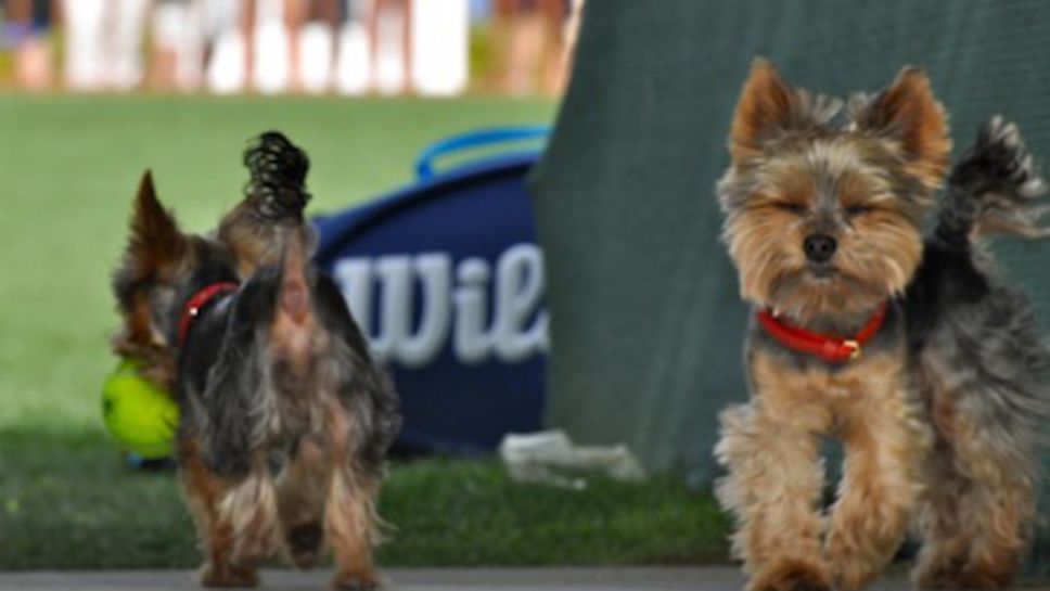 Тенис и кученца в Индиън Уелс (снимки)
