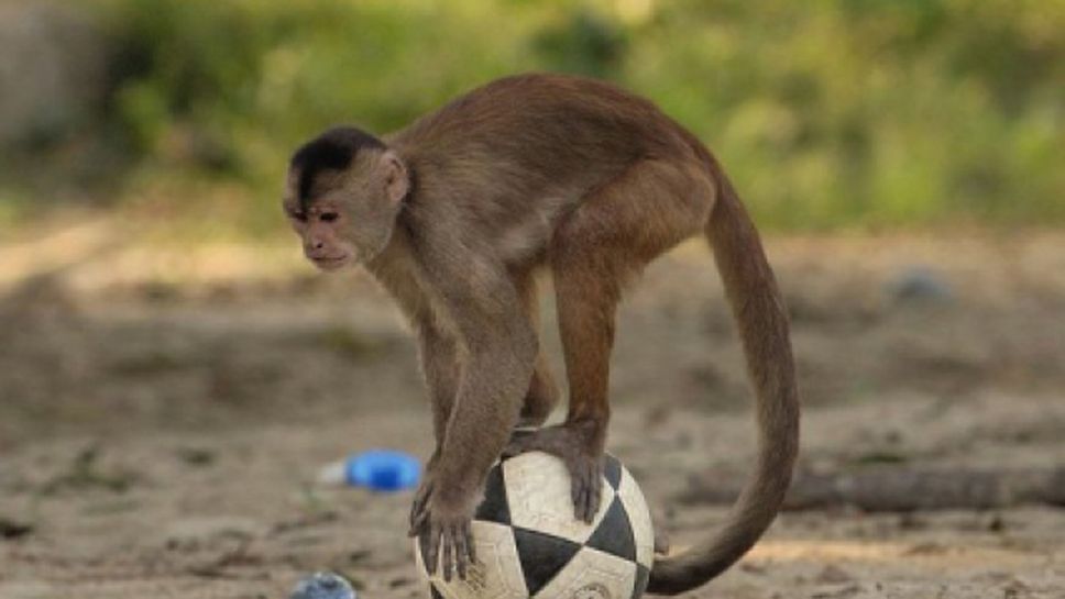 Футболист отговори на расистки обиди, имитирайки маймуна