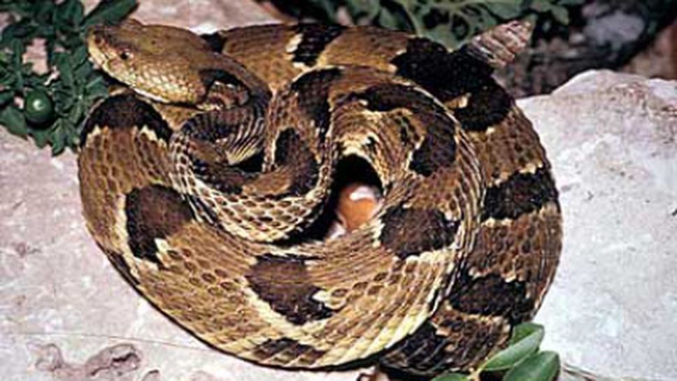 Змия уплаши играчите на Портланд