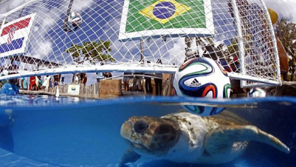 Помните ли Паул? Костенурка предрече победа на Бразилия в първия мач (видео)