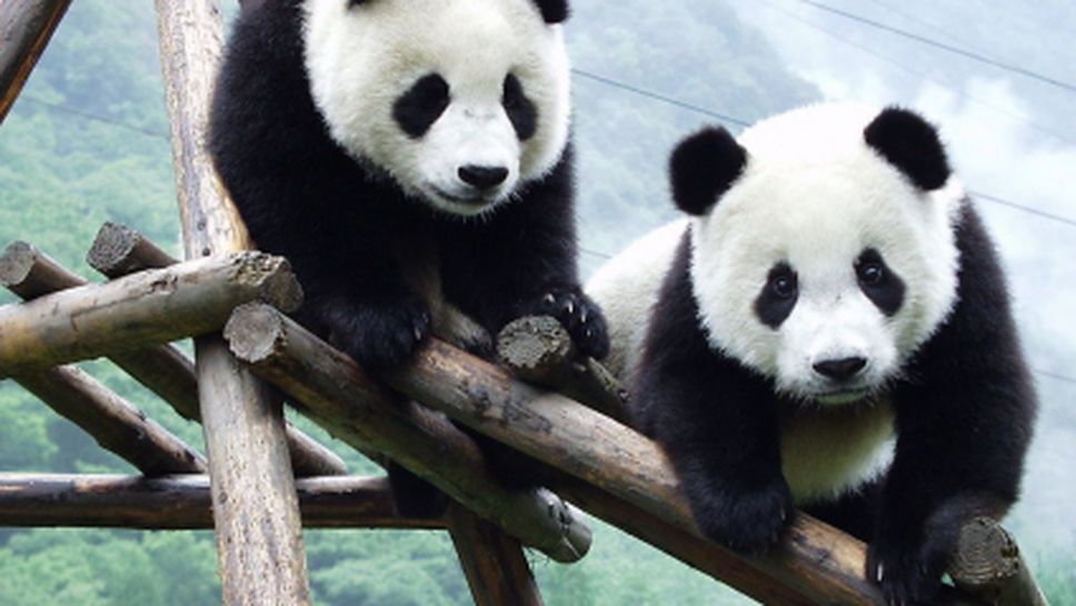 Гигантски панди няма да предричат резултатите от мачовете на Мондиала