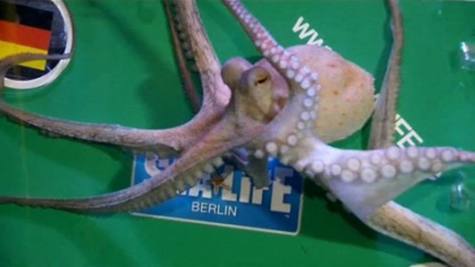 Има наследник на октопода Паул