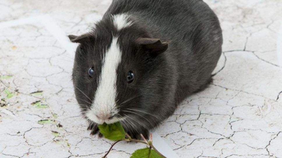 Морско свинче предсказа победа за Швейцария срещу Франция