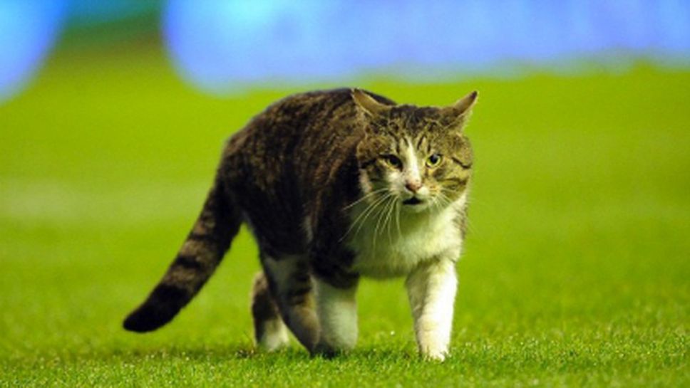 Котка-Нострадамус познала всички мачове от Мондиала досега