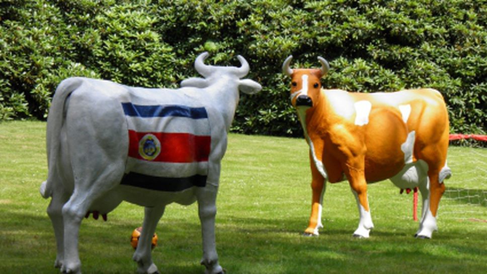 Забавна възстановка на Мондиала с крави на метри от лагера на ЦСКА (видео)