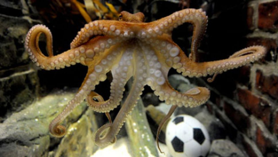Нов октопод посочи световния шампион