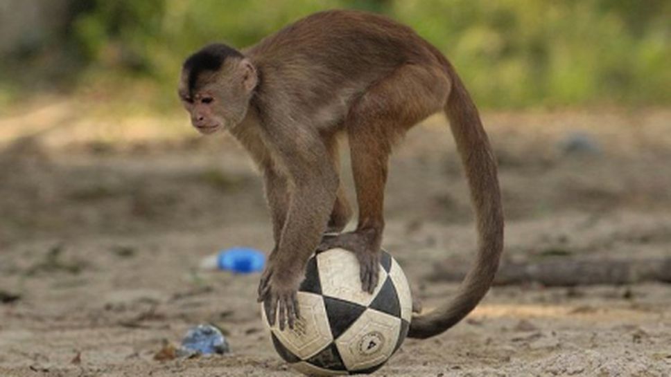 Футболист отговори на расистки обиди, имитирайки маймуна (видео)