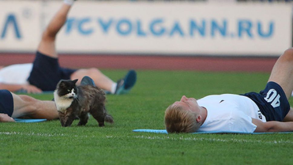 Котка "на проби" в руски тим (снимки)