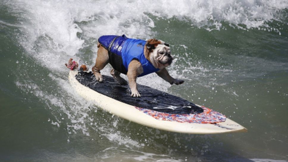 Състезание по сърфинг за кучета в Калифорния (видео)