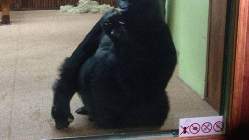 Годеницата на Владимир Кличко построи дом за горила в Киев (СНИМКИ)