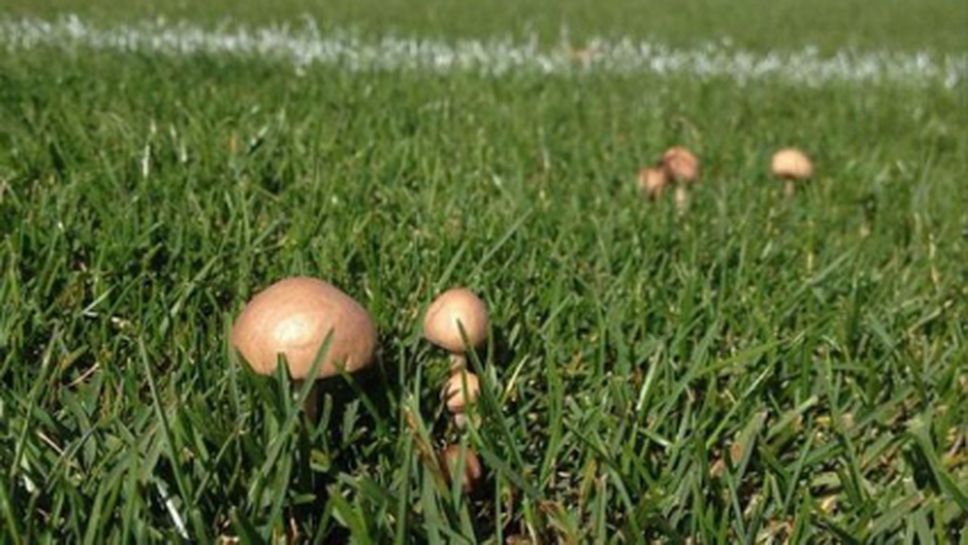 На стадиона на Цървена звезда поникнаха гъби