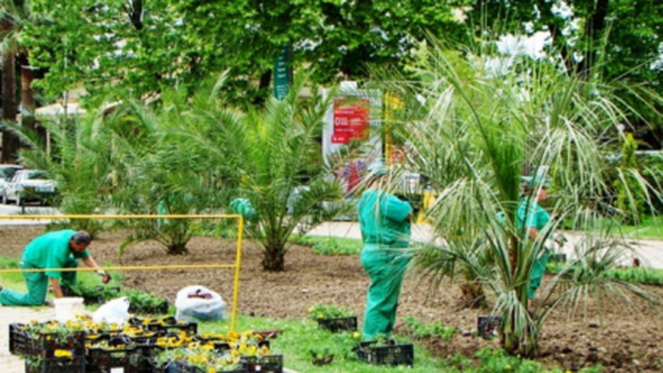 Сочи се превръща от строителна площадка в зелен оазис