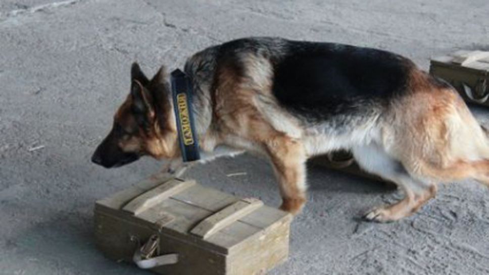 Най-добрите полицейски кучета командировани в Сочи