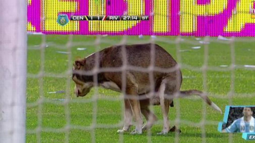 Куче показа какво мисли за аржентинския футбол (видео)