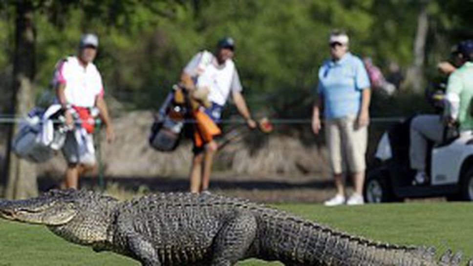 Алигатор "се включи" в голф турнир (видео + снимки)