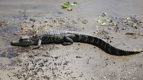Алигатор прекъсна временно състезание по голф в Луизиана