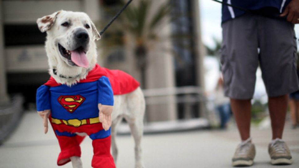 Арестуват футболист за лай по куче с прякор "Мечката"