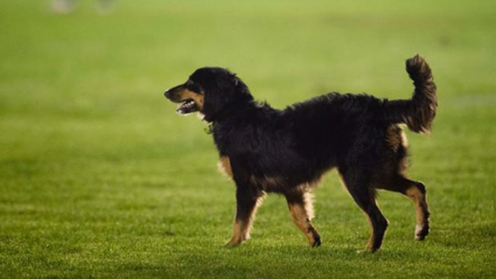 Куче прекъсна мач в Бразилия, играч го изнася от терена (видео + снимки)