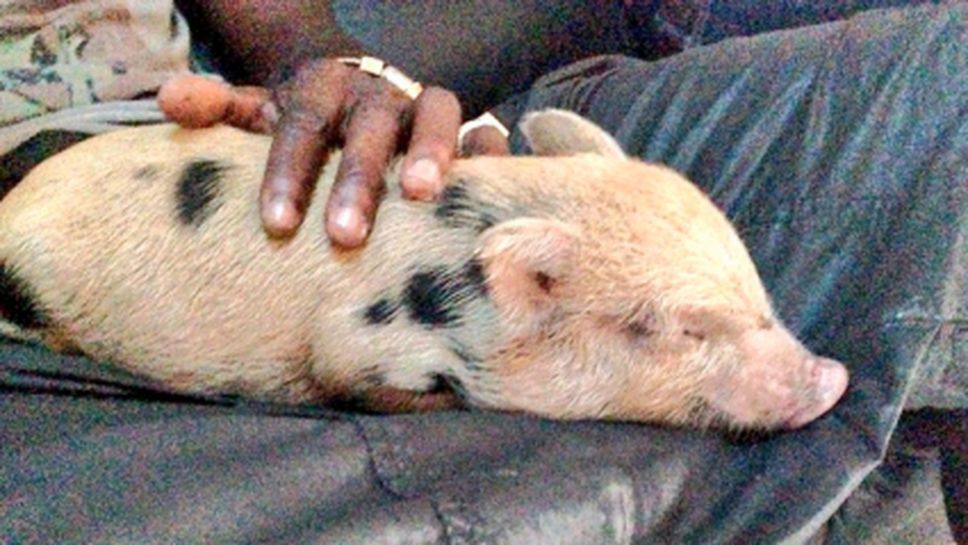 Балотели си взе прасенце за домашен любимец
