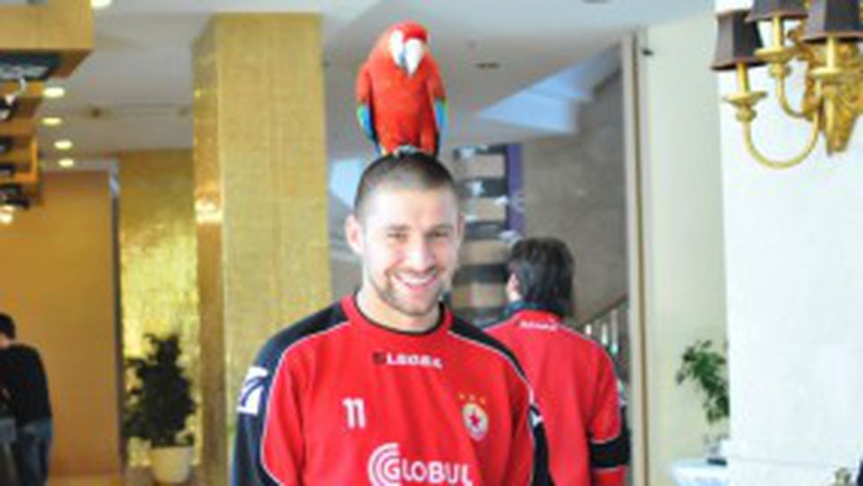 Папагал се качи на главите на играчите в ЦСКА (снимки)