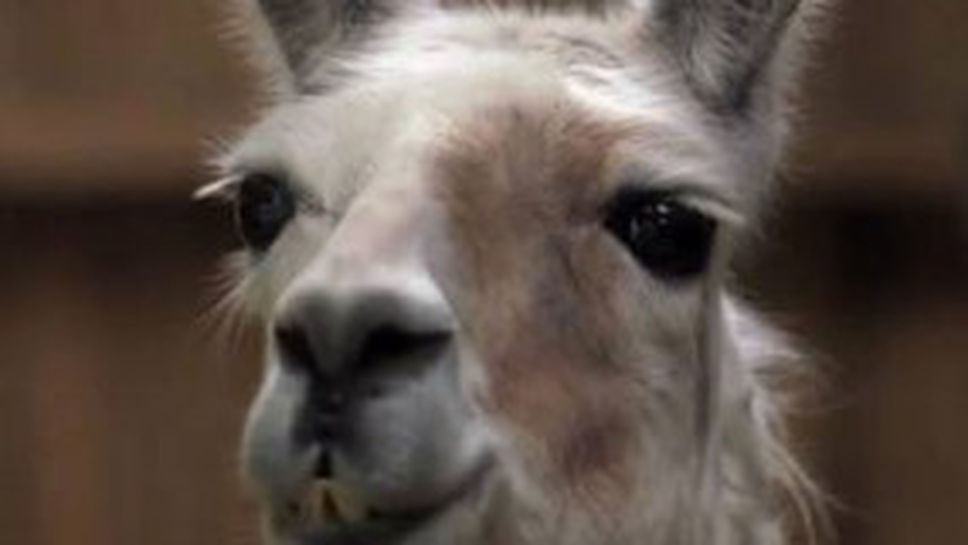 Лама предсказа победа на Челси във финала (видео)