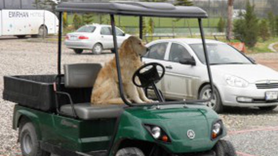 Куче-шофьор забавлява ЦСКА след мокрото тичане (снимки и видео)
