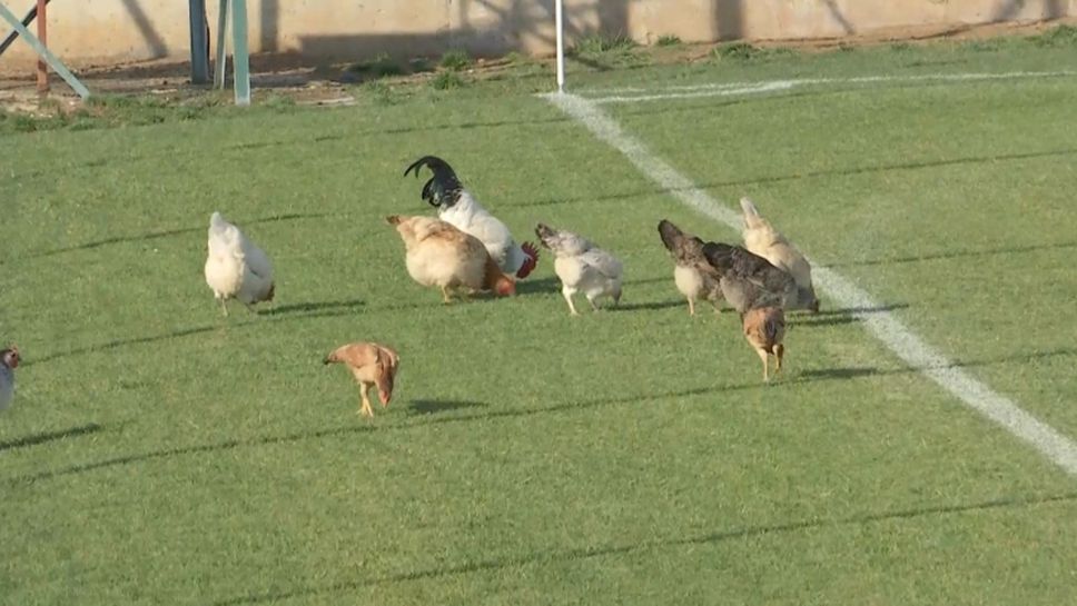 Селскостопански животни на контролата на Локомотив (София) в Турция
