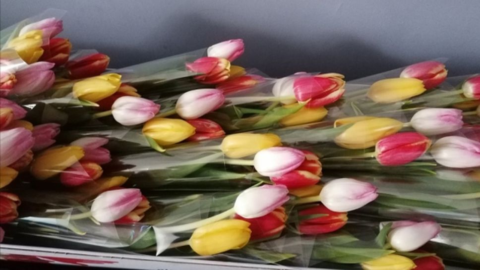 Държавното по тенис за жени ще се играе при закрити врати, БФТ с жест към дамите за 8 март